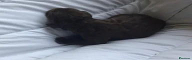 Beautiful chocolate girl 5