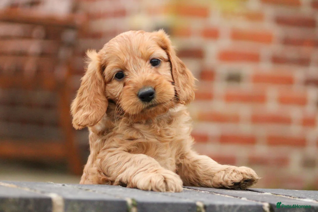 Cockapoo dogs for sale: Gorgeous F1 cockapoos🥰🥰 - Advert 2