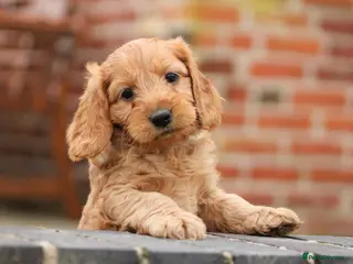 Cockapoo dogs Gorgeous F1 cockapoos🥰🥰 - Advert 18