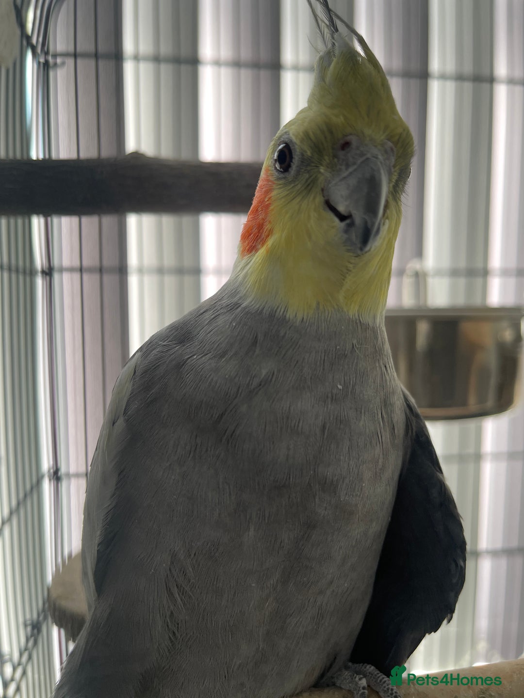 Cockatiels birds for sale: Pair of M/F Cockatiels (2 for £100) - Advert 6