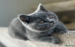 British Shorthair cats for sale: British shorthair  in Blackpool - Image 9