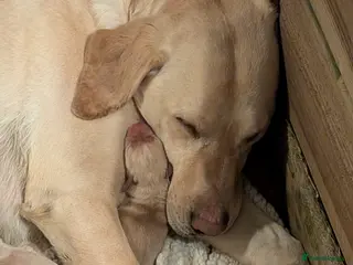 Labrador Retriever dogs 9 Labrador pups - Advert 2