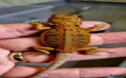 Bearded Dragon reptiles for sale: Pogona vitticeps + vitticeps/Barbata hybrids - Image 19