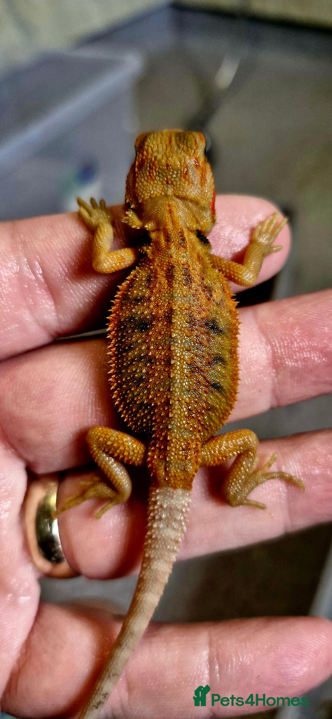 Bearded Dragon reptiles for sale: Pogona vitticeps + vitticeps/Barbata hybrids - Image 19