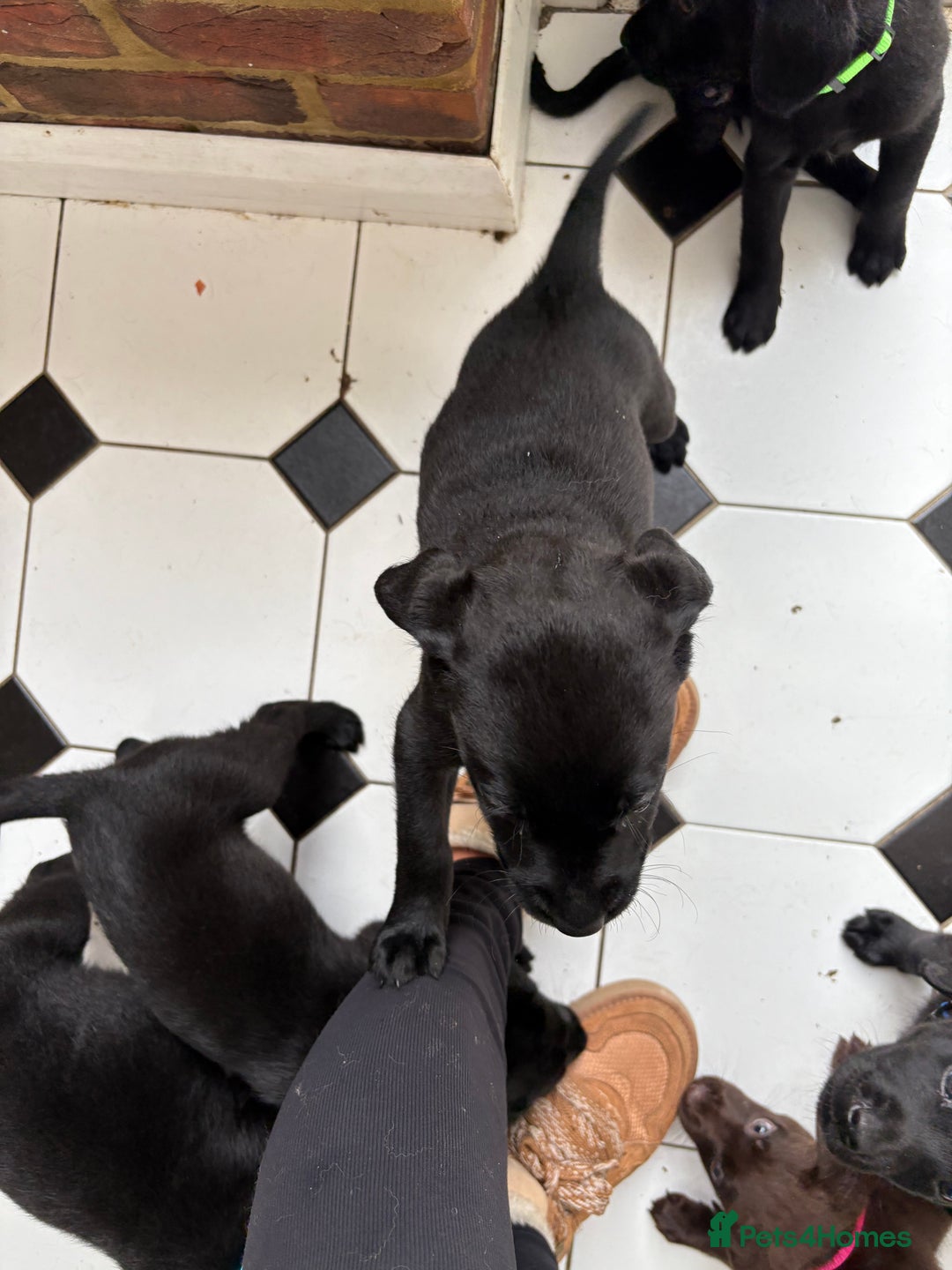 Labrador Retriever dogs for sale: Labrador puppies - Ready Now  - Image 36
