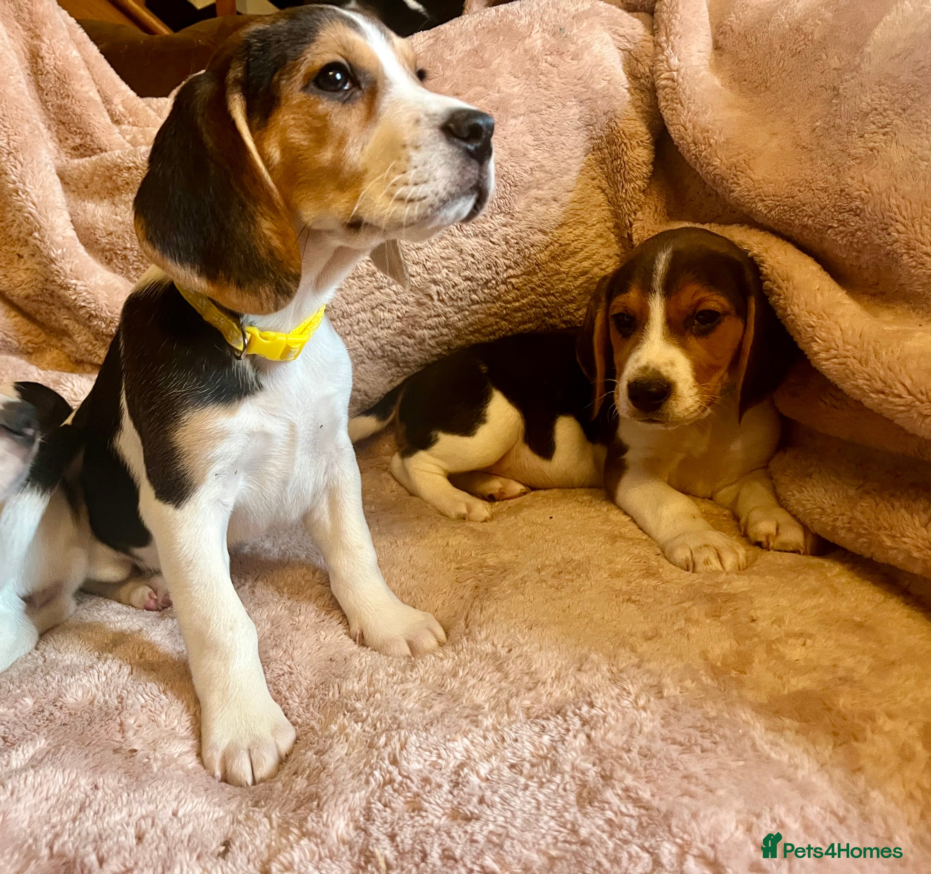 Beagle dogs Beagles ready now  - Advert 17