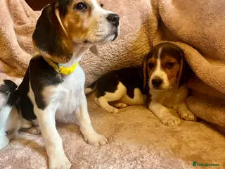 Beagle dogs Beagles ready now - Advert 17