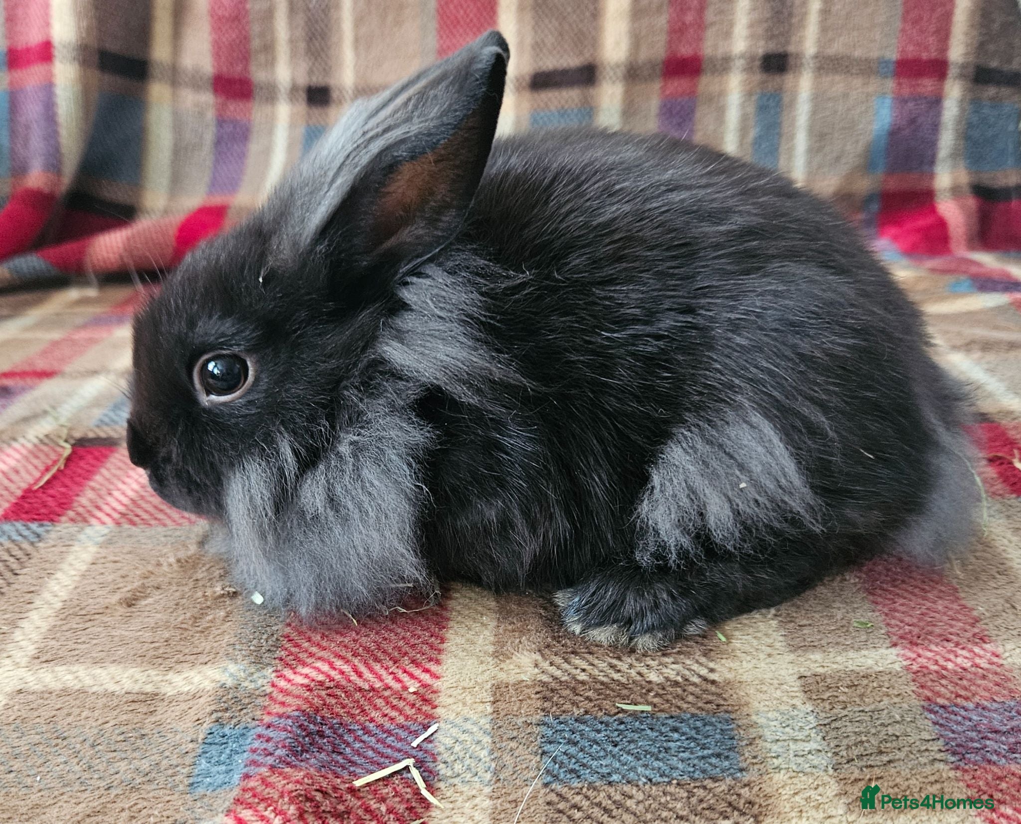 Mixed Breed rabbits Two beautiful boys!. - Advert 2