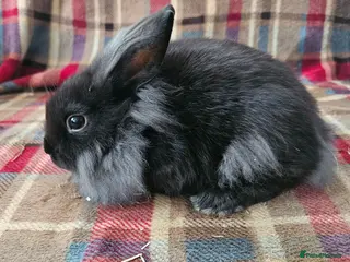 Mixed Breed rabbits Two beautiful boys!. - Advert 2