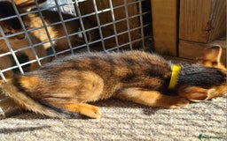 Abyssinian cats for sale: 5 abysinnian pedigree tica registered  - Image 8