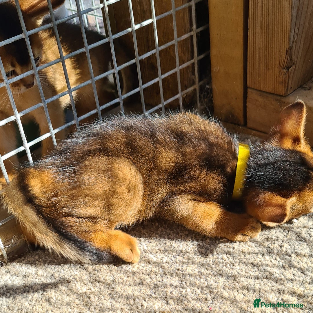 Abyssinian cats for sale: 5 abysinnian pedigree tica registered  - Image 8