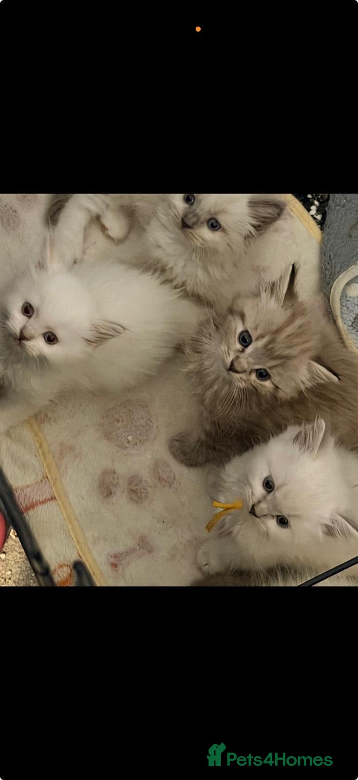 Ragdoll cats 2 tica reg ragdolls  - Advert 14