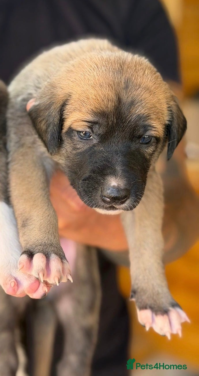 Lurcher Puppy 6