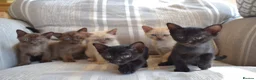 Burmese cats for sale: Gorgeous brown boy left - Advert 3