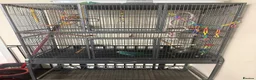 Parakeets birds for sale: blue kakariki - Advert 6