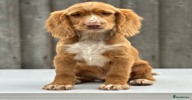 Cocker Spaniel dogs - Advert 1