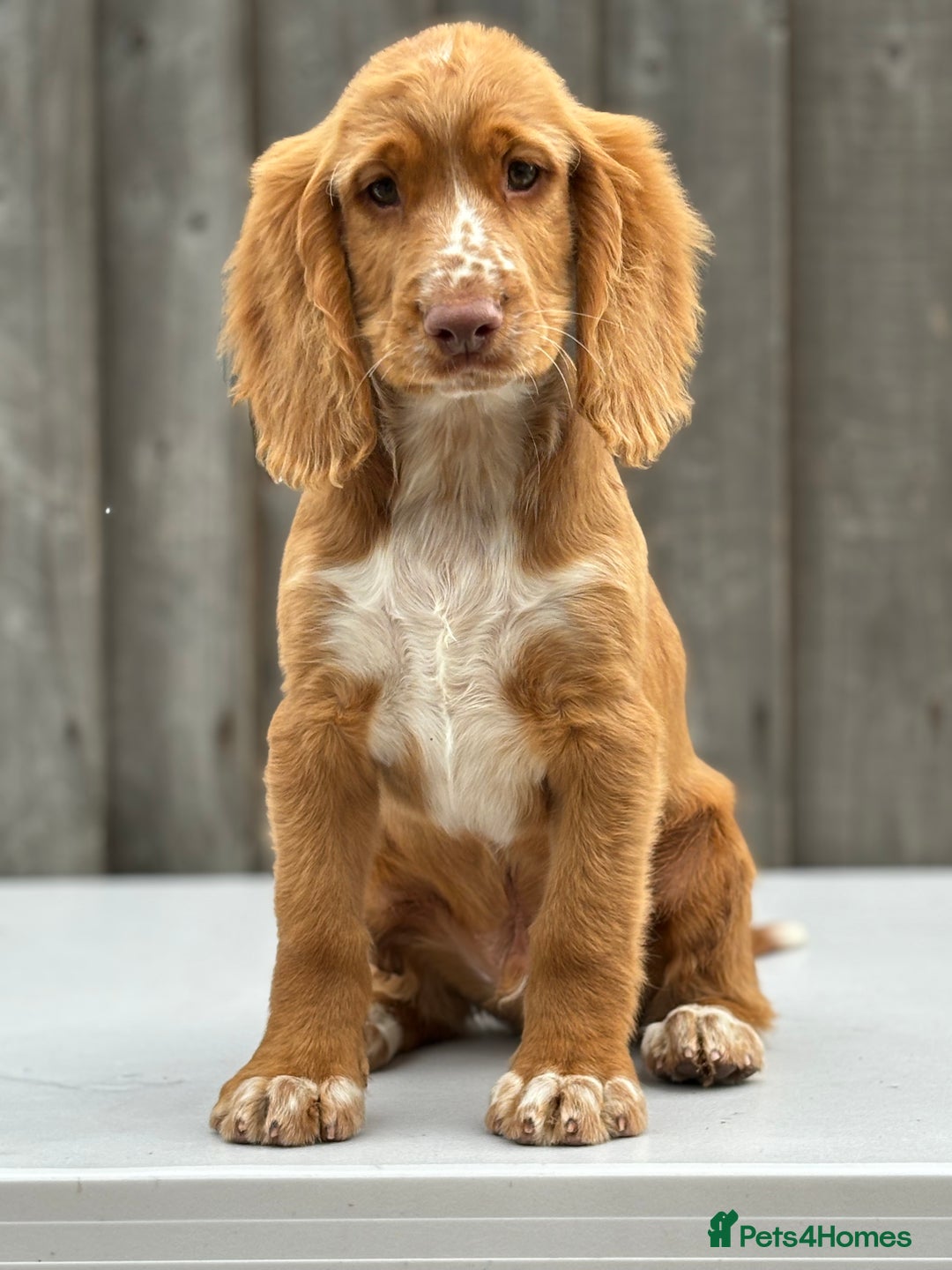 Cocker Spaniel dogs for sale: Cocker spaniel puppy’s  - Image 3