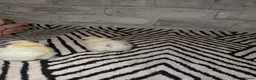 Chickens poultry for sale: Silkie Chicks mixed colours 17 left  in Hebburn - Advert 30