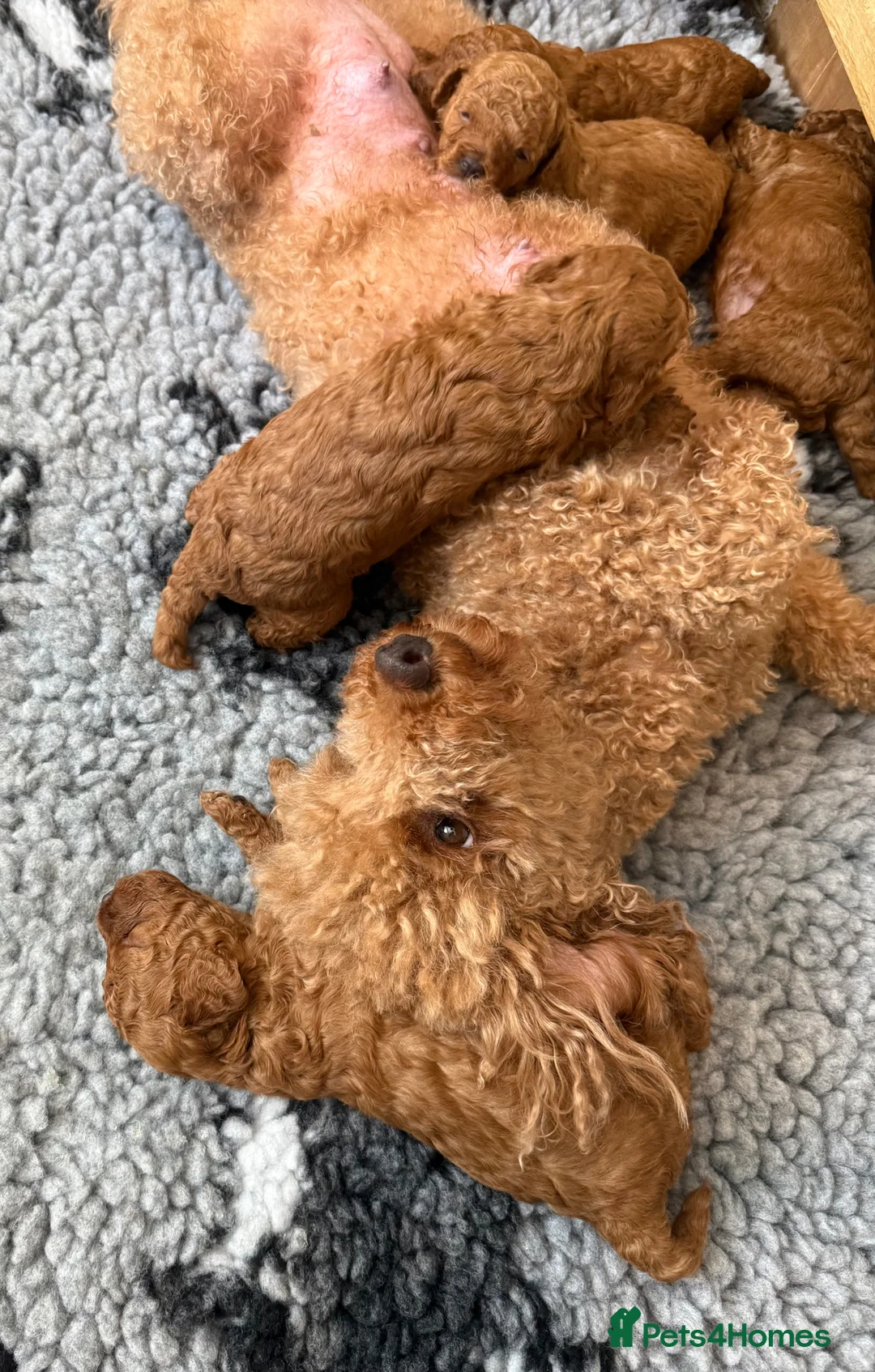Toy Poodle dogs for sale: KC Registered Red Toy Poodles - Advert 12