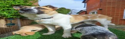 Mixed Breed dogs for adoption: 🤎 Pixel – The Gentlest Soul You’ll Ever Meet 🤎 - Advert 15