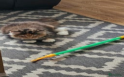 Maine Coon cats for sale: 2 FEMALE MAINECOON KITTENS  - Image 4