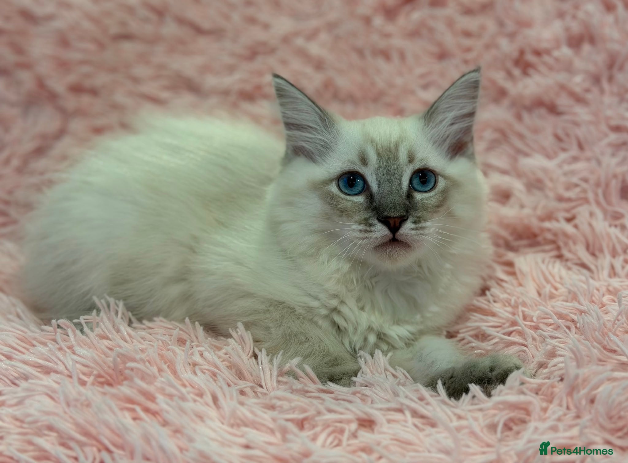 Ragdoll cats for sale: Stunning Pure Ragdoll Kittens ready to go now in London - Advert 3