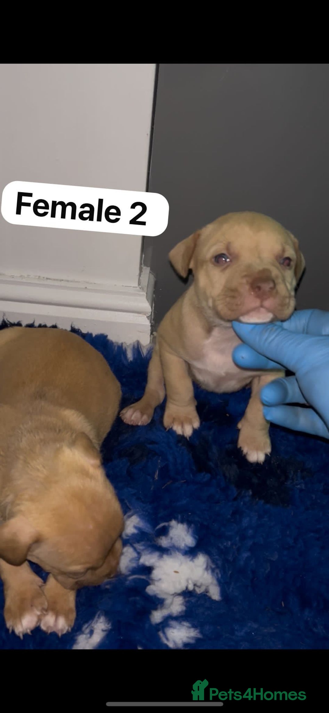 Mastiff dogs for sale: Mastiff  - Advert 9