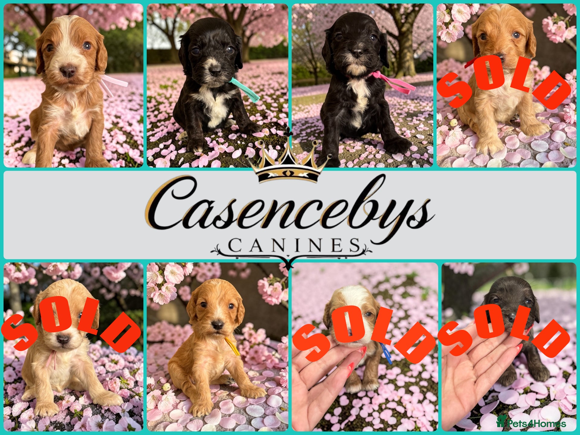 Cockapoo dogs Beautiful DNA clear F1 cockapoos pups - Advert 2