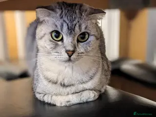 Scottish Fold cats Playful kittens!!! - Advert 1