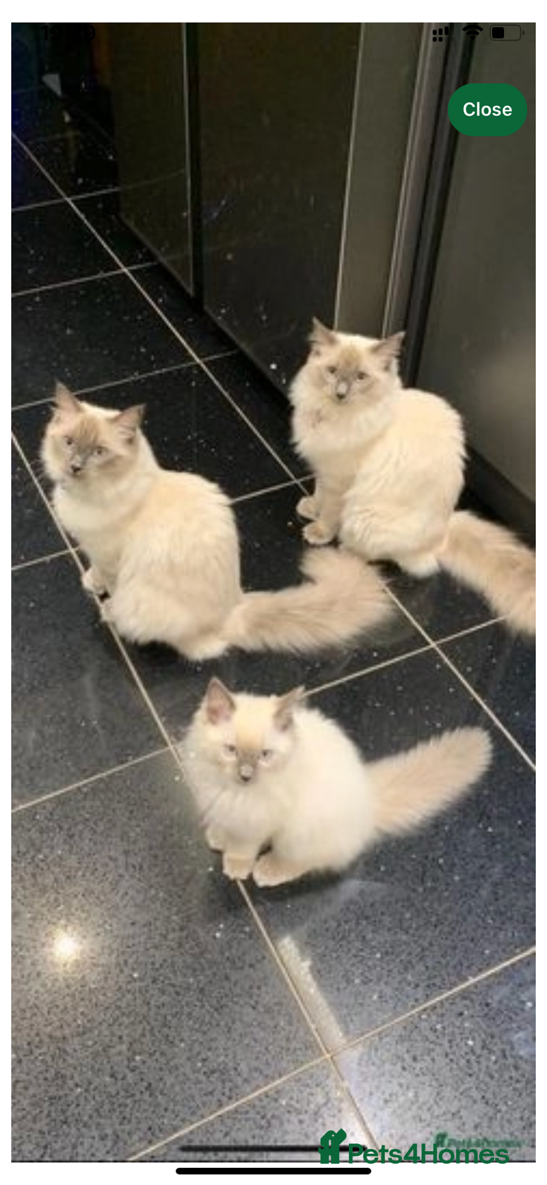 Ragdoll cats for sale: Pure Bluepoint Ragdoll kittens - Image 16