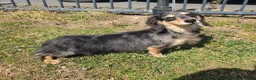 Miniature Dachshund dogs for sale: Stunning KC Long hair daxi. 5* breeders  - Advert 4