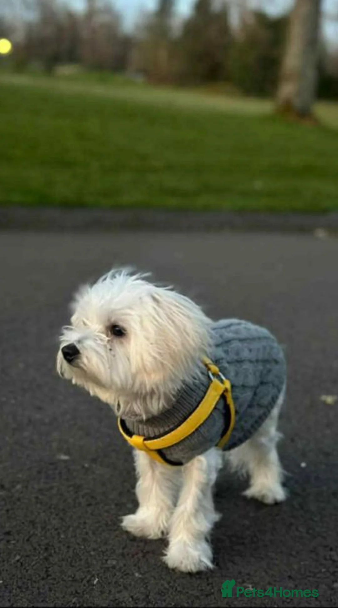 Bichon Frise dogs for sale: Bichon fris puppy  - Advert 2