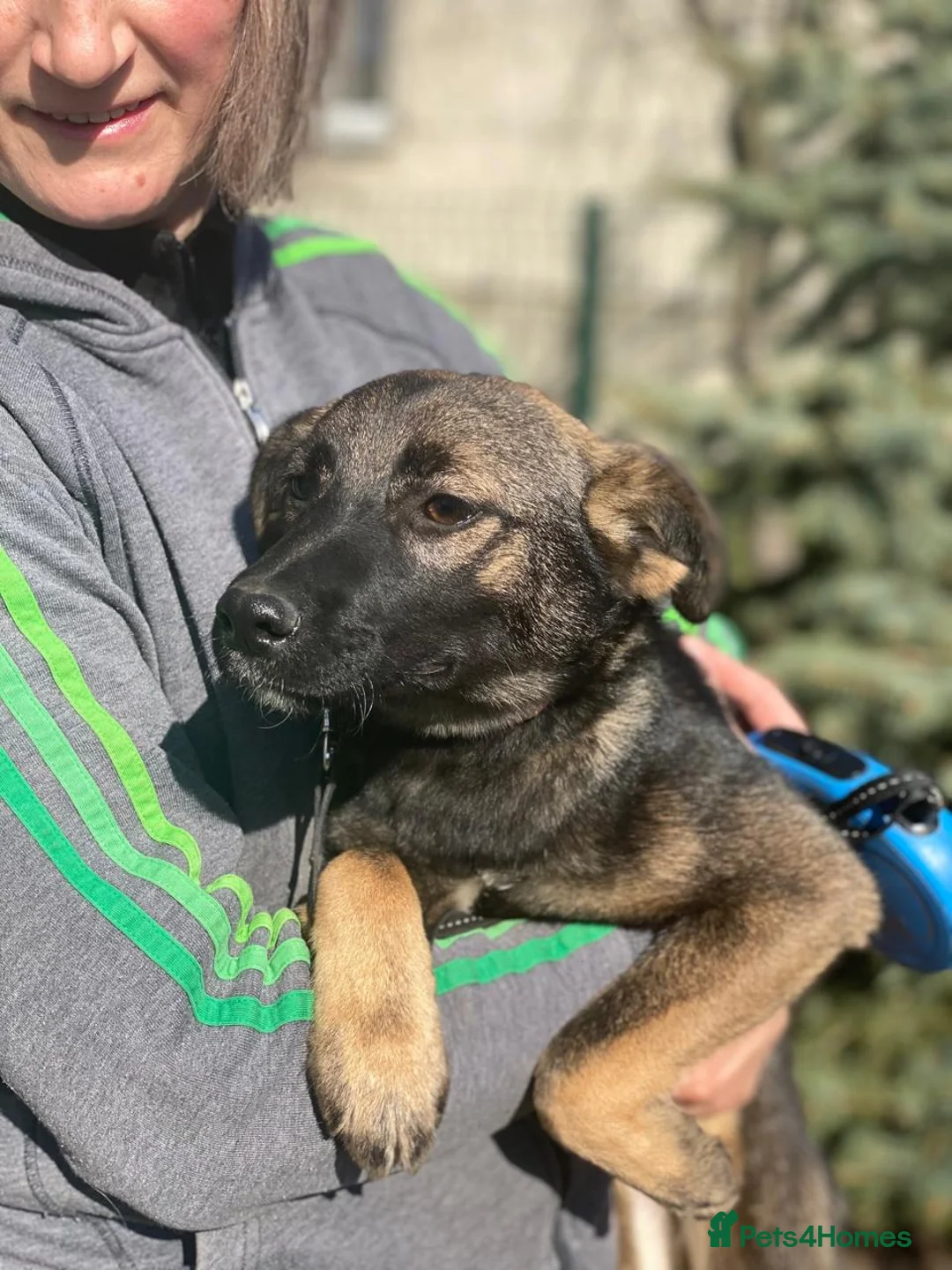 Mixed Breed dogs for adoption: ❤️🐶 KUBA – THE GIRL WHO LISTENS, LEARNS AND LOVES in Burton-on-Trent - Advert 1