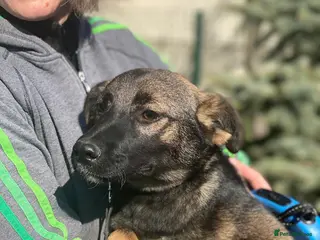 Mixed Breed dogs ❤️🐶 KUBA – THE GIRL WHO LISTENS, LEARNS AND LOVES - Advert 1