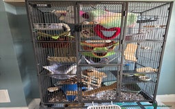 Rat rodents for sale: Four cute friendly brothers  - Advert 9