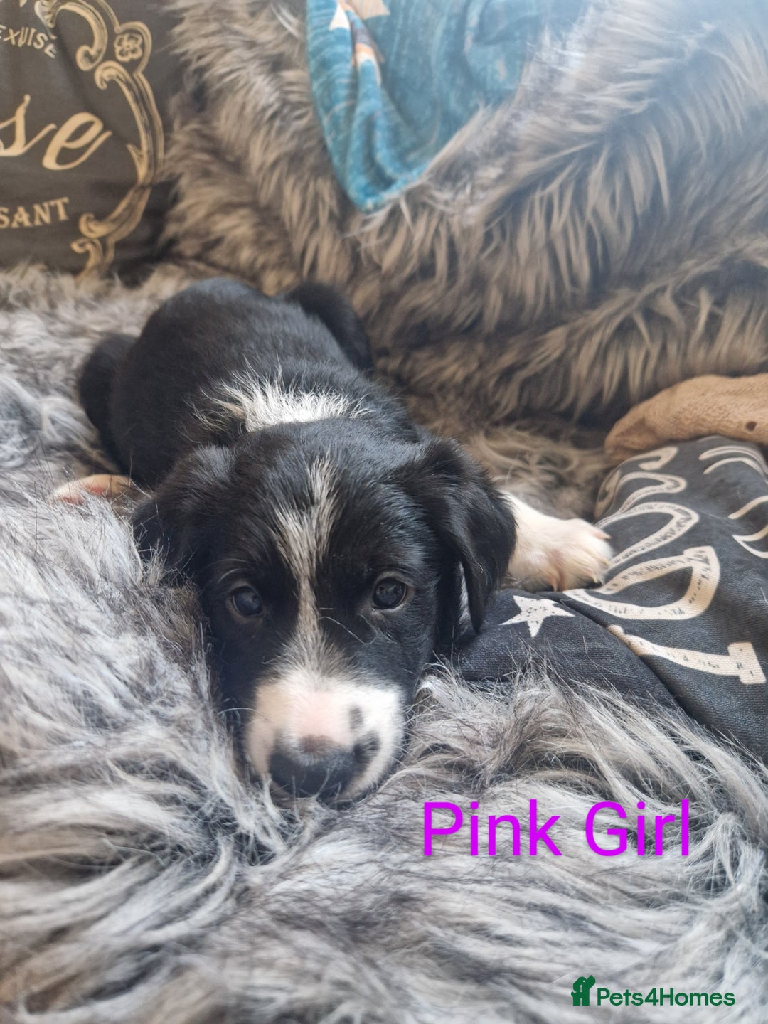 Mixed Breed dogs for sale: Beautiful Rough Collie/Border Collie puppies.  in Towcester - Image 9