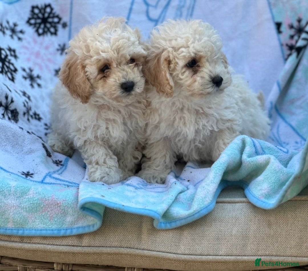 Poochon dogs for sale: Beautiful Poochons  - Image 26