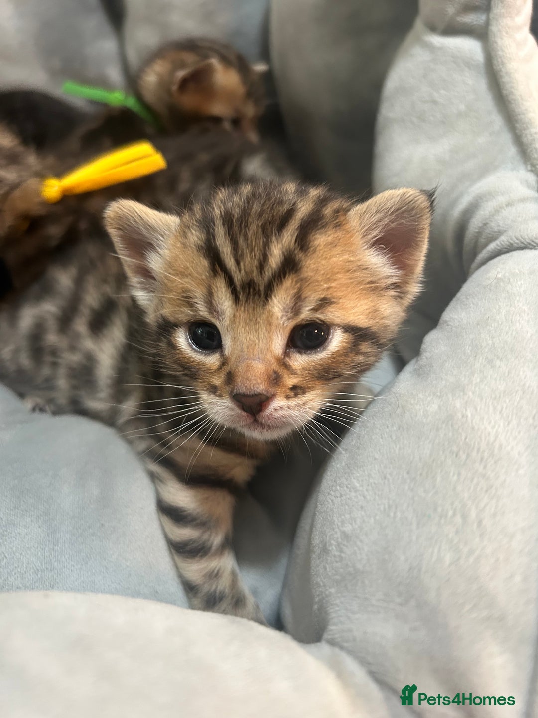 Bengal cats for sale: 5 bengal x tiger cubs for sale ragdoll x stunning - Image 14
