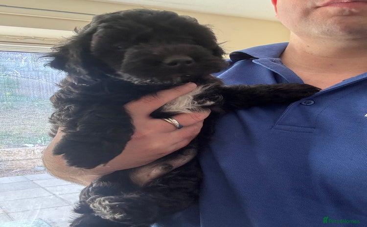 Shihpoo dogs in Telford - Advert 2