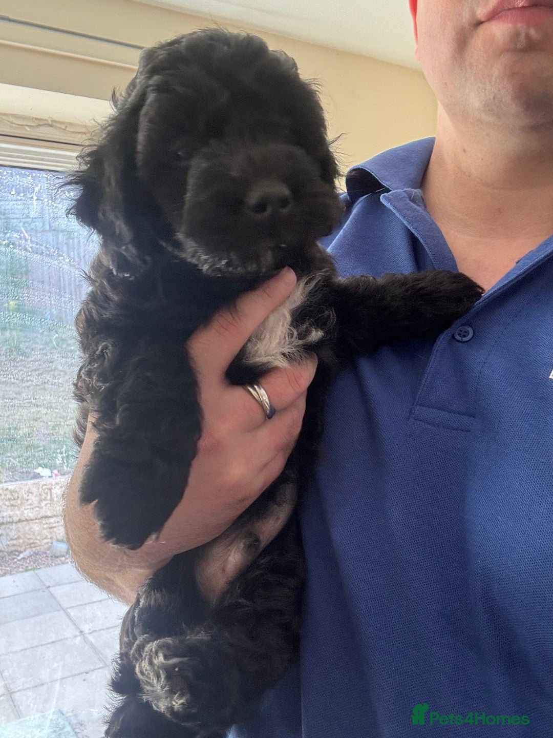 Shihpoo dogs for sale: 4 shihpoo males  in Telford - Image 38