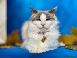 Ragdoll cats Ragdoll female - Advert 6