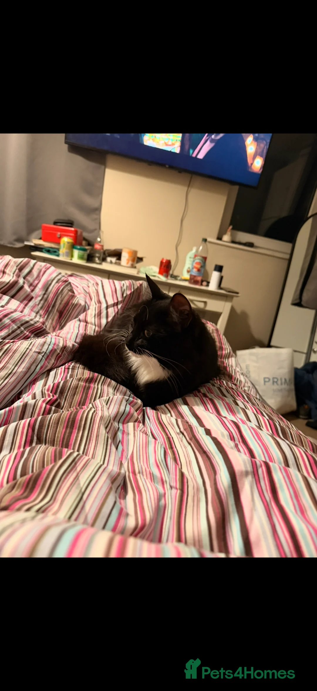 Mixed Breed cats for sale: Misty for rehoming - Advert 3