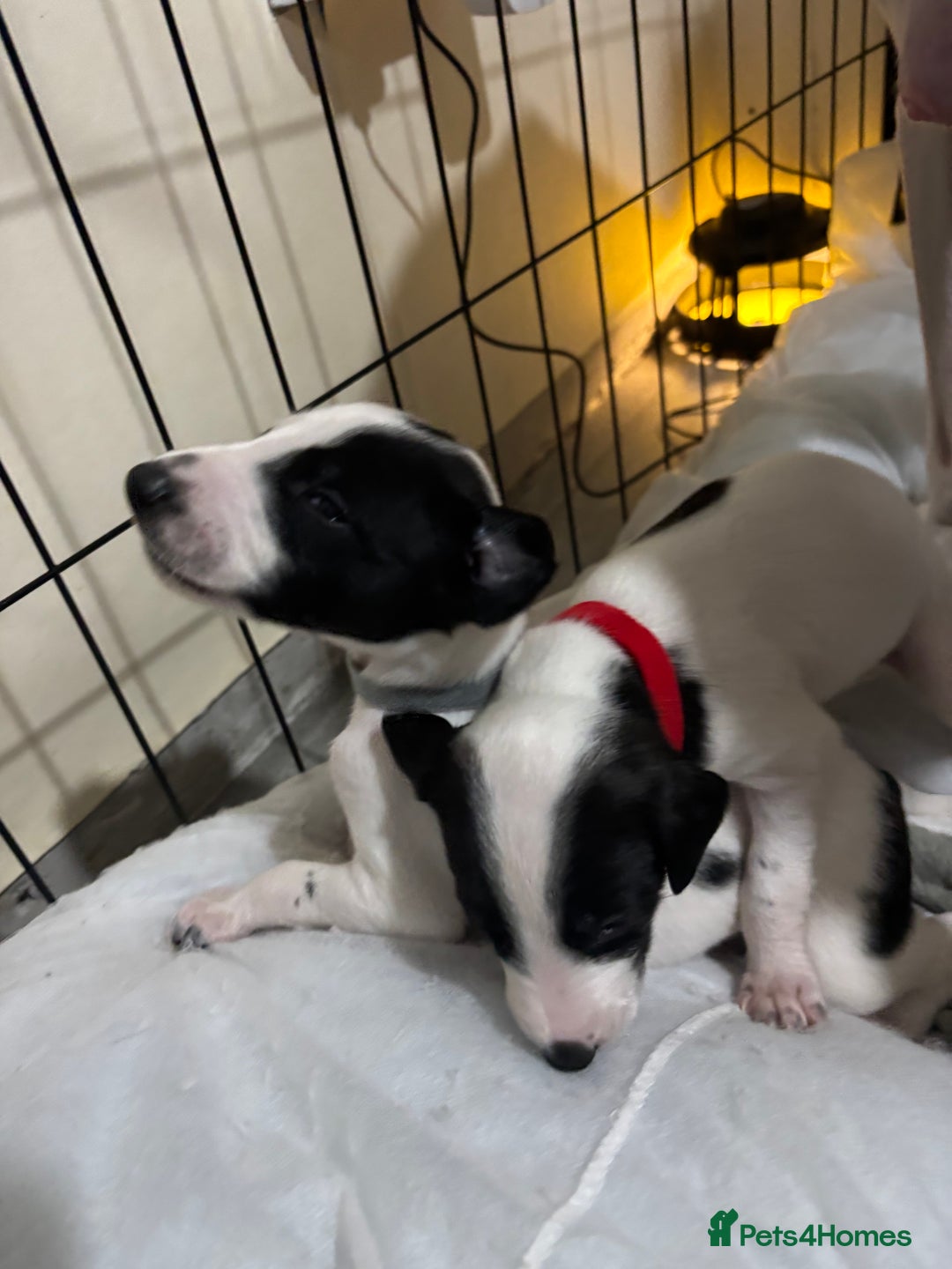 Whippet dogs for sale: Whippet puppies  - Advert 12