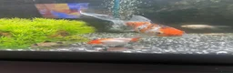 Mollies fish for sale: Fish tank and fish full set up  - Advert 1