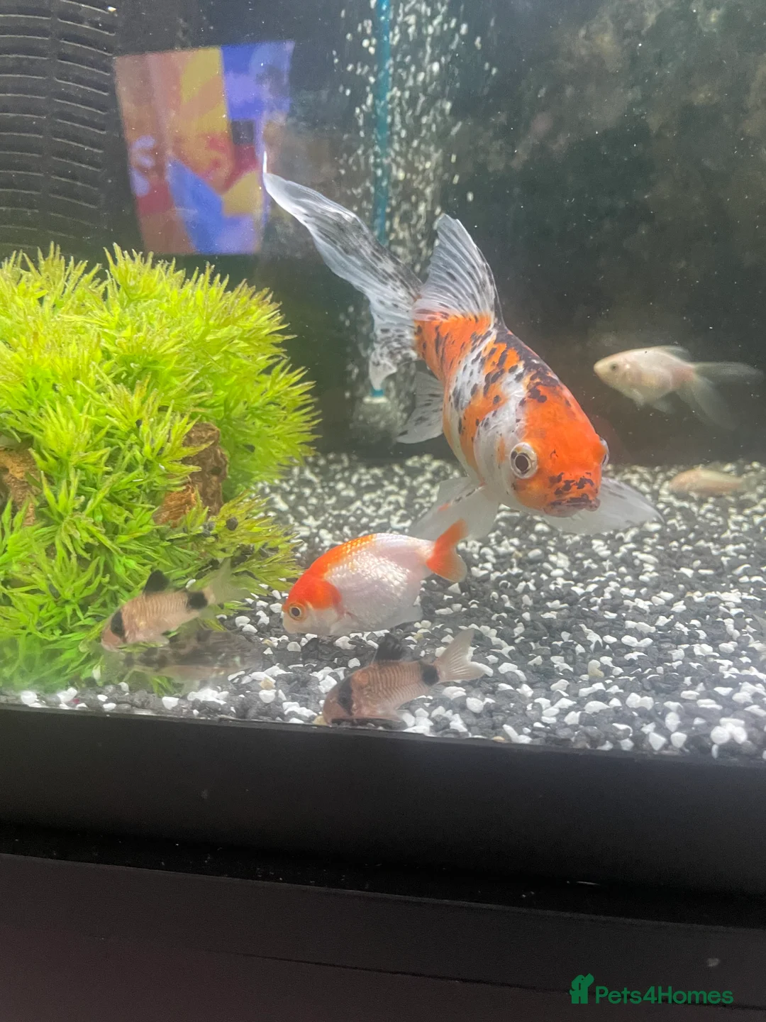 Mollies fish for sale: Fish tank and fish full set up  - Advert 1