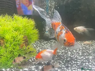 Mollies fish Fish tank and fish full set up - Advert 3