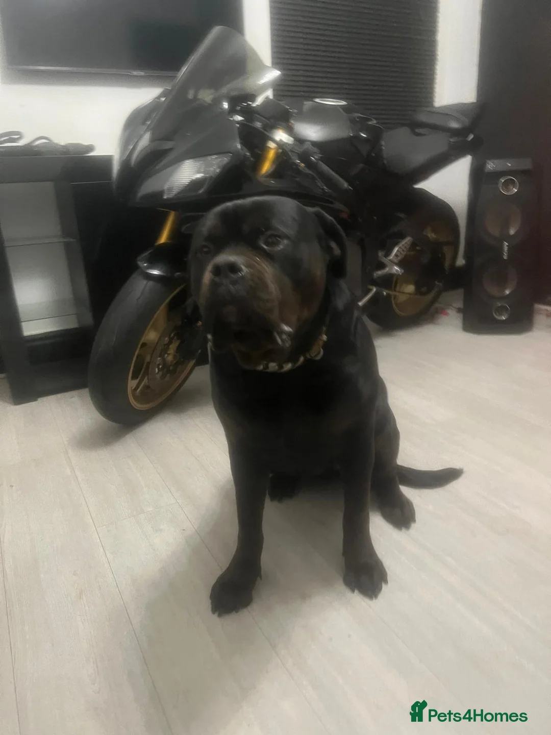 Rottweiler dogs for sale: rottweiler pups - Advert 14