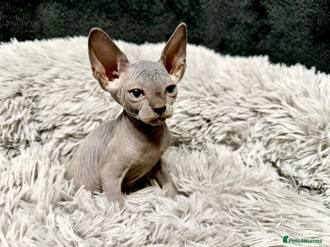 Sphynx cats for sale: TICA Reg Sphynx Kittens, Extensive Genetic Testing - Advert 21