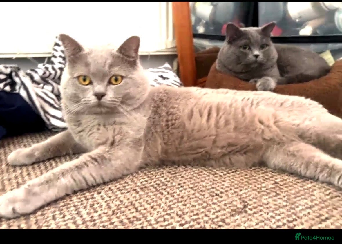 British Shorthair cats Grey king bsh  - Advert 1