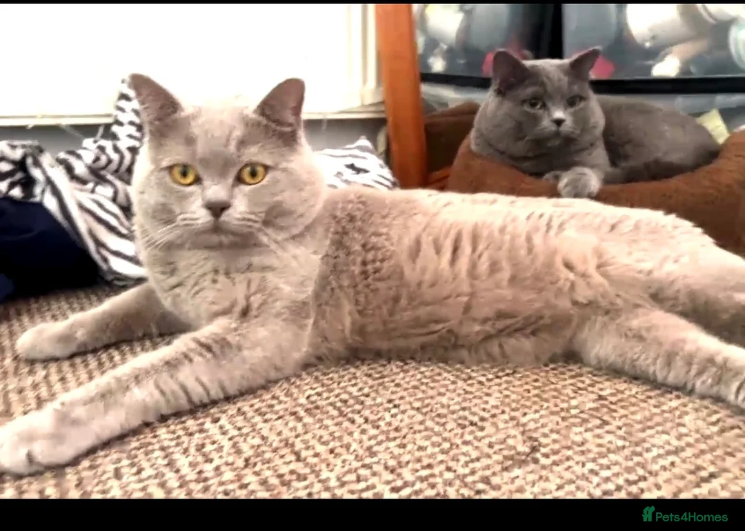 British Shorthair cats for sale: Grey king bsh  in Leicester - Advert 1